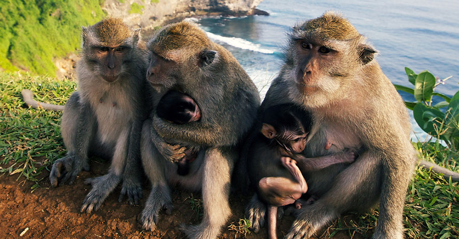 Wildlebende Affen in Bali Bali Ferien Kinder wilde Affen