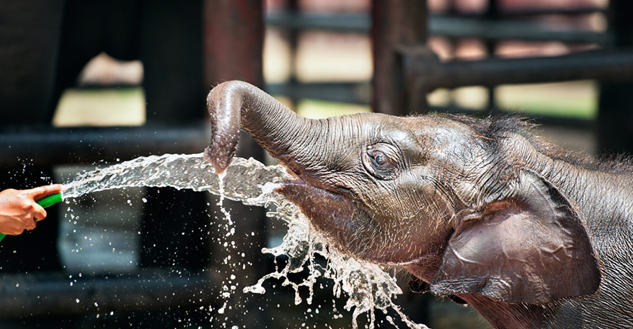 Thailand Reisen mit Kindern: Elefanten Aufzuchtstation Thailand Elefanten Safari