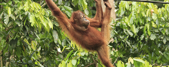 Erfahren Sie mehr über die Orang Utans und besuchen Sie die Affen in Pflegestationen
