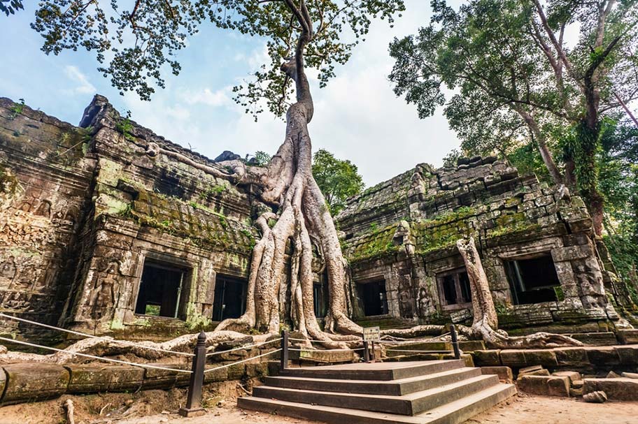 Angkor Wat Tempel von Bäumen zugewachsen