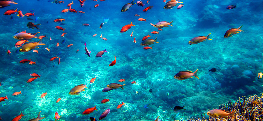 Bali Menjangan Schnorcheln Fischschwarm