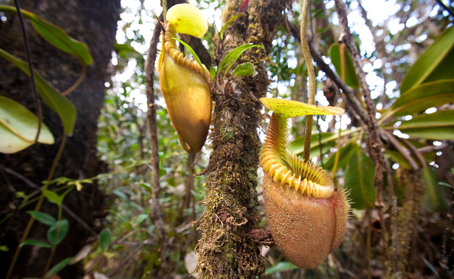 Kannenpflanze Affenfresserpflanze in Borneo