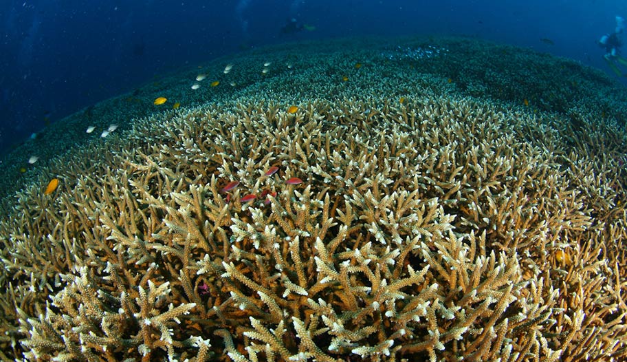 Korallenriff Malaysia Taucher 