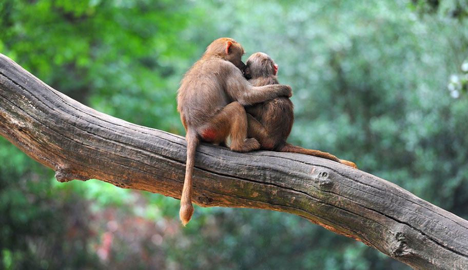 Malaysia Affenpärchen verliebt auf Baum Honeymoon