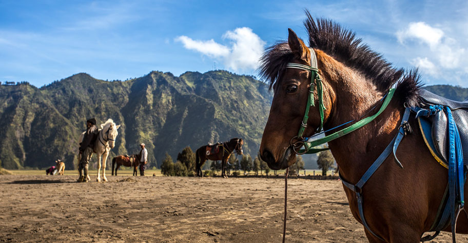 Mit dem Pferd auf den Bromo reiten