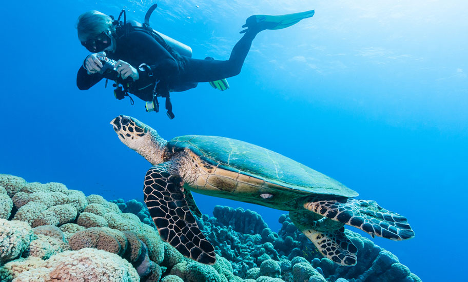 Tacher mit Schildkröte auf den Philippinen