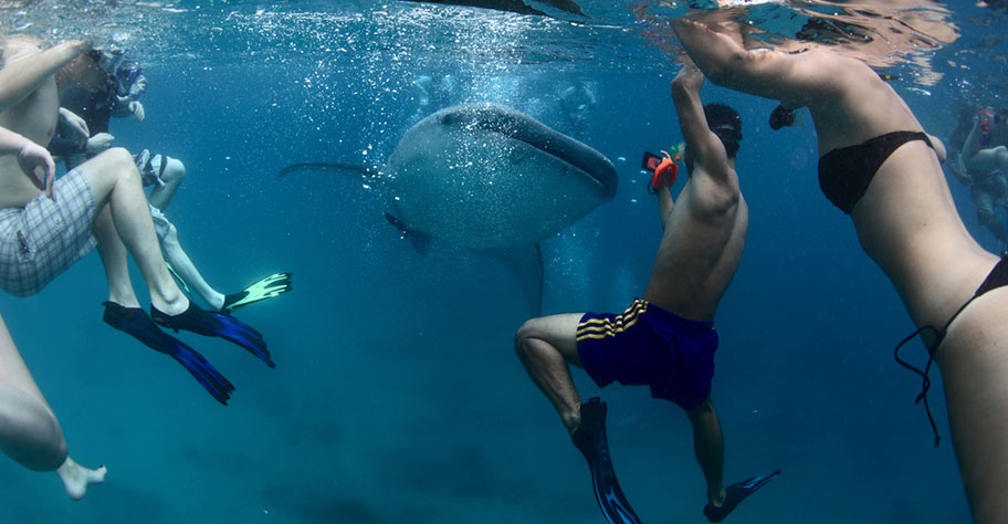 Schnorchler schwimmen mit Walhai Philippinen