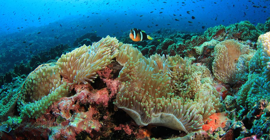 Unterwasserwelt Philippinen Korallenriff viele Farben
