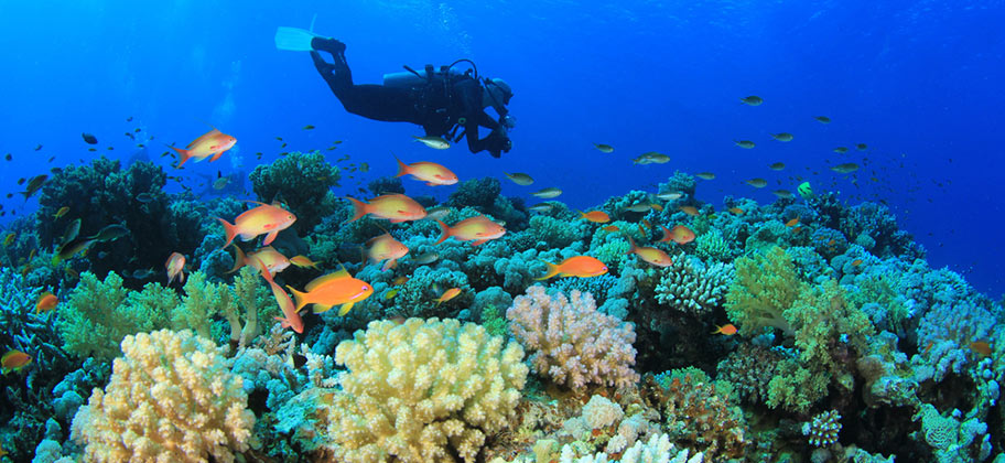 Thailand Tauchen Korallenriff Fischschwarm Fotos