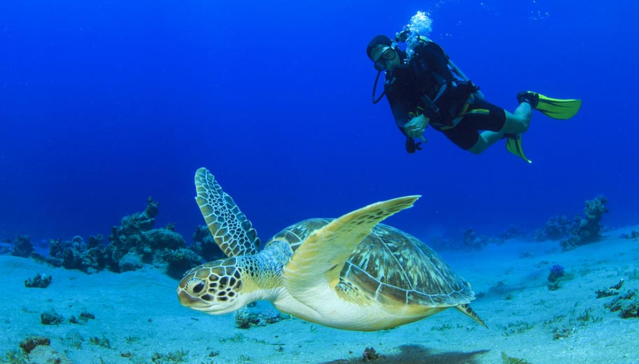 Thailand Tauchen Schildkröte Ko Tao Ko Phangan