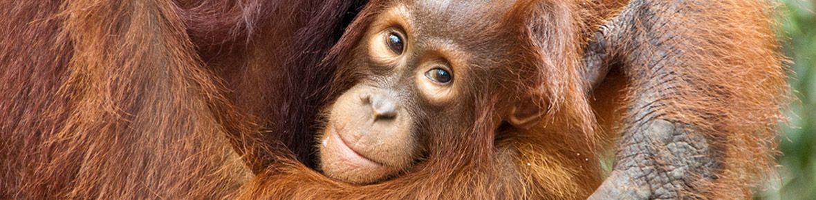 Indonesien Gruppenreisen