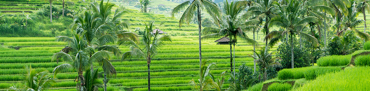 Ubud Hotels