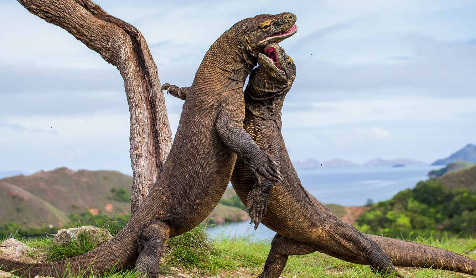 Komodo Warane am kämpfen