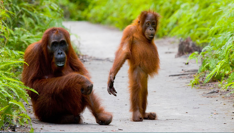 Orang Utans Borneo Aufzucht Hilfe Menschen