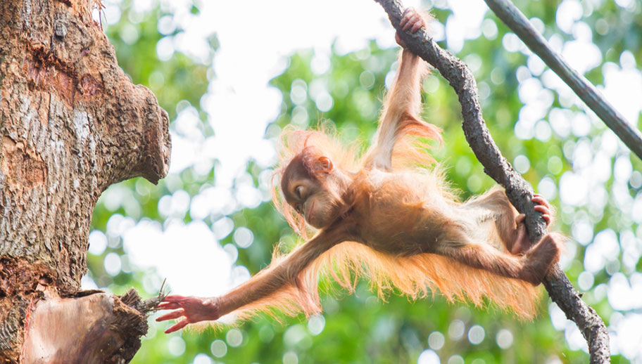 Orang Utan Baby am Klettern in Borneo Malaysia