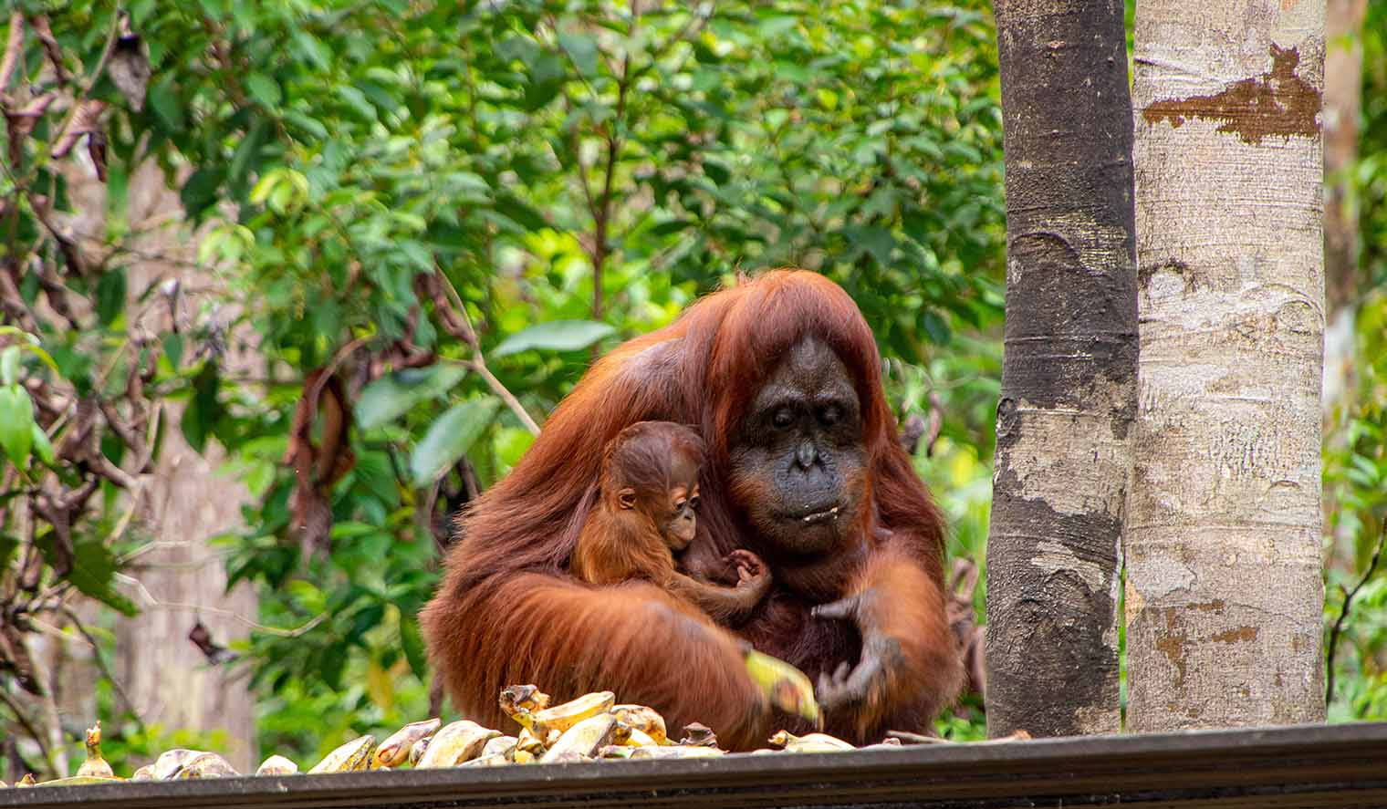 Orang Utan mit Baby am Essen