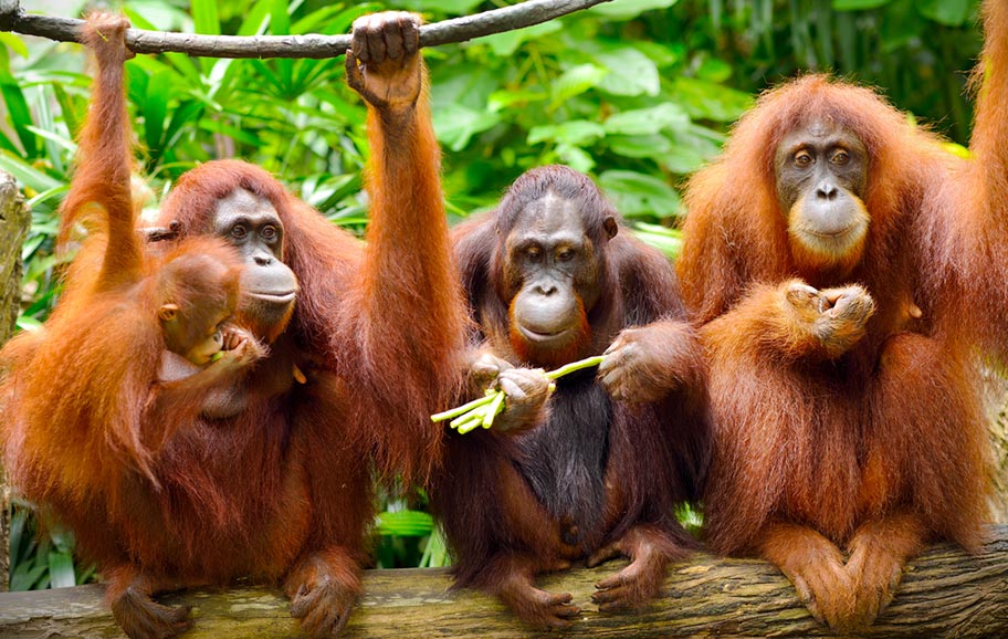 Orang Utan Fütterung Malaysia Borneo Familie