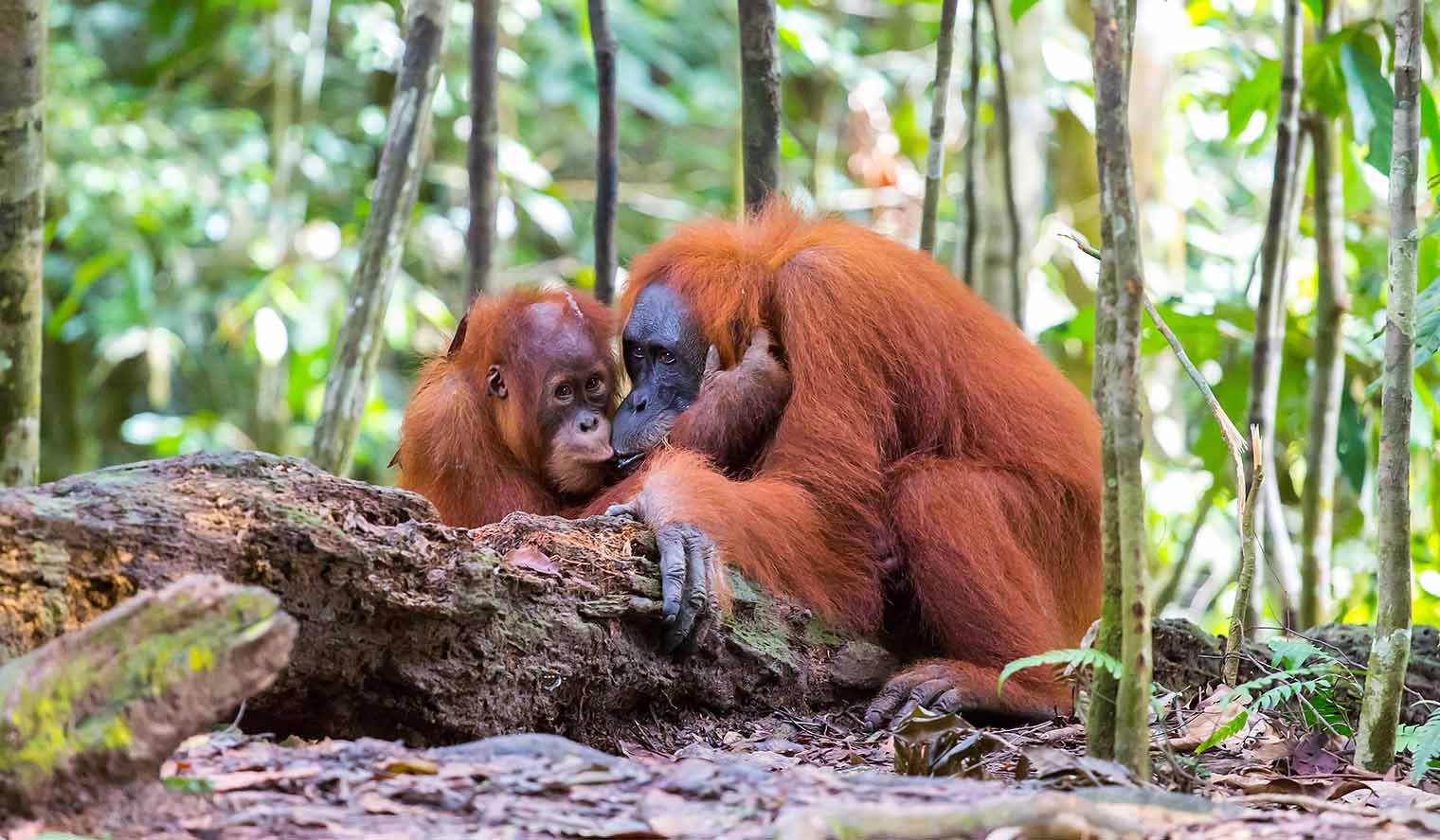 Orang Utans im Urwald von Indonesien