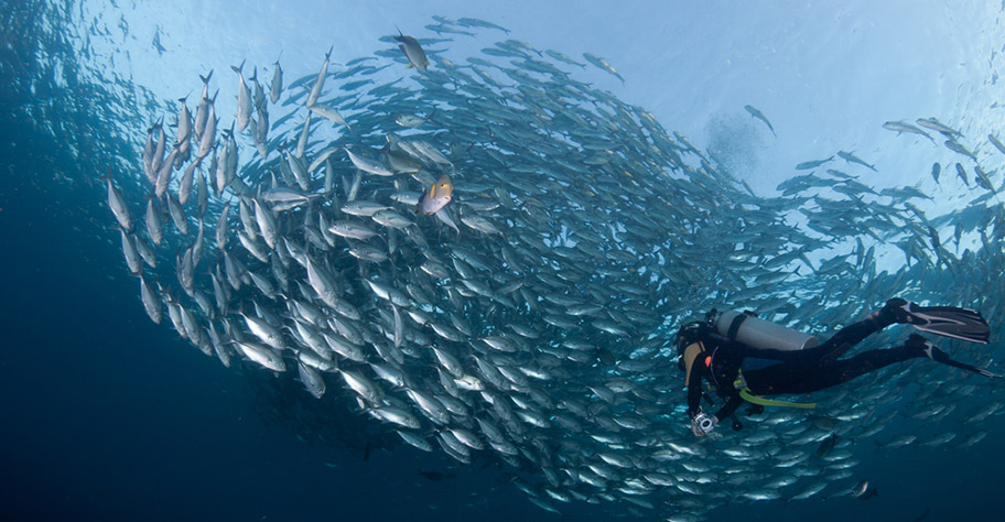 Tauchen in Bali Fischschwarm 