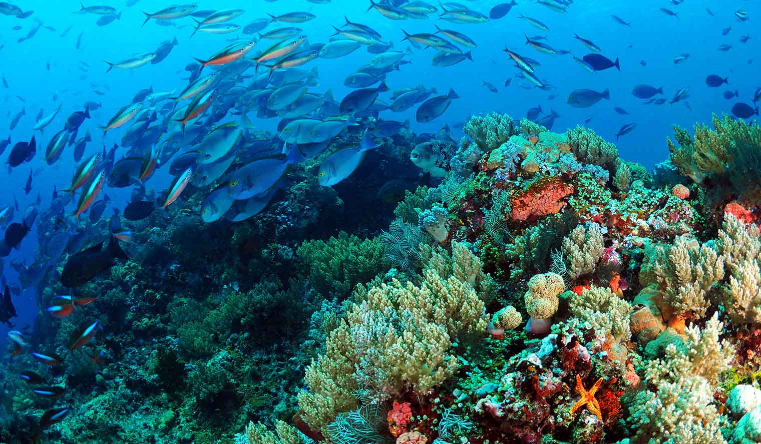 korallen und fische in indonesien