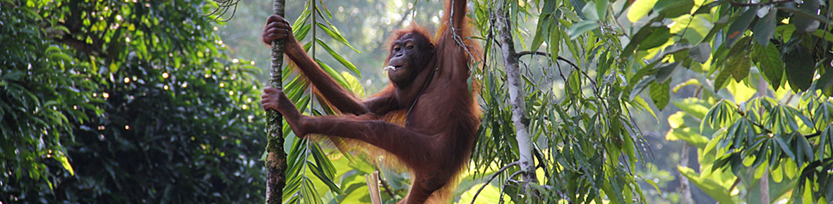 Orang Utan Trekkings